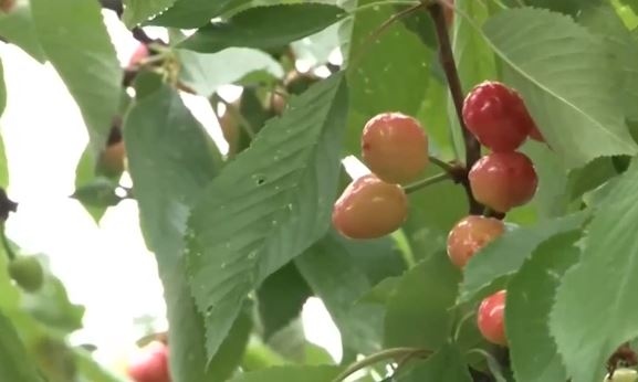 Валежите и утрините с ниски температури повлияха сериозно на реколтата